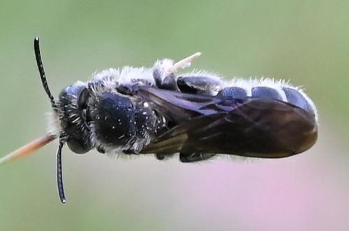 Chelostoma rapunculi